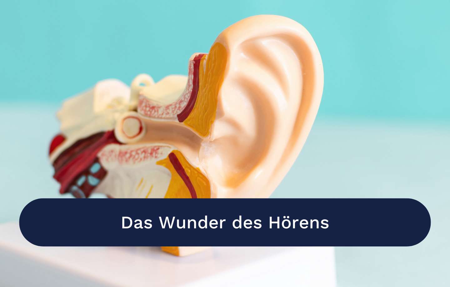 Wunder des Hörens